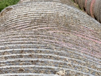 Vetch Hay - 74 Rolls