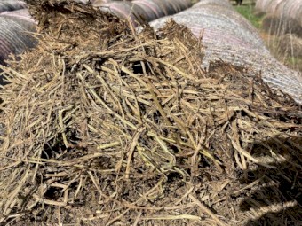 Vetch Hay - 74 Rolls