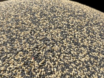 Vetch Planet Barley Mix