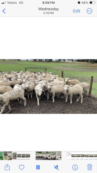 160 cross bred lambs September October 2025 drop