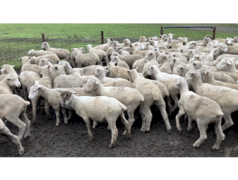 160 cross bred lambs September October 2025 drop