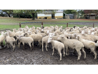 160 cross bred lambs September October 2025 drop