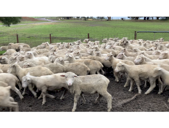 160 cross bred lambs September October 2025 drop
