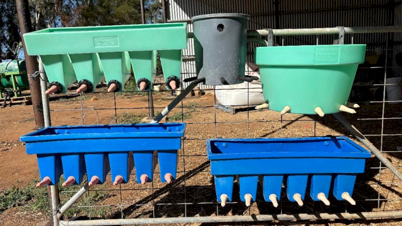 Calf Milk Feeders