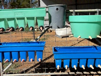 Calf Milk Feeders