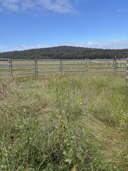 Cattle or horse yards