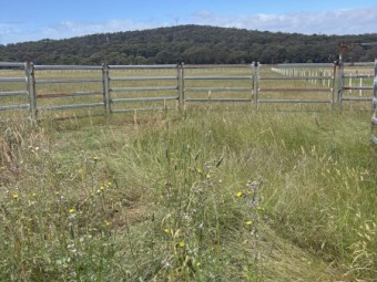 Cattle or horse yards