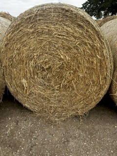 1000 x Pasture Hay 5x4 Round Bales