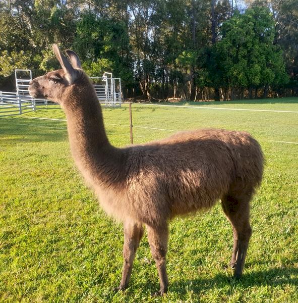 Llama Stud Male