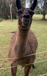 Llama Stud Male