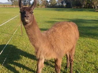 Llama Stud Male