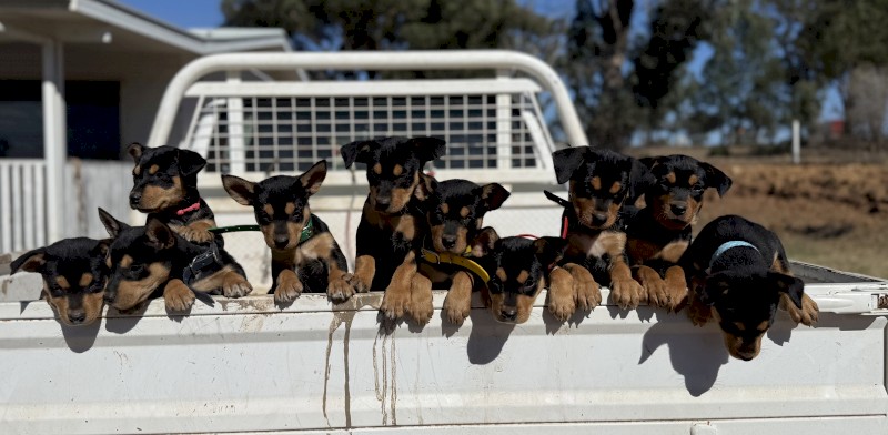 Purebred Registered Kelpies x 7