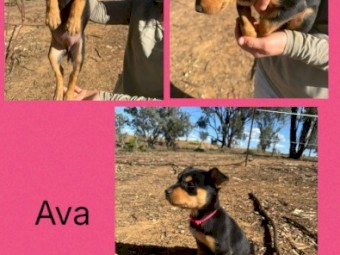 Purebred Registered Kelpies x 7