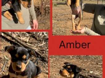 Purebred Registered Kelpies x 5
