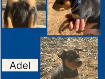 Purebred Registered Kelpies x 7