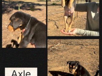 Purebred Registered Kelpies x 7