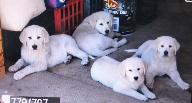 Maremma X Labrador