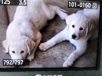 Maremma X Labrador
