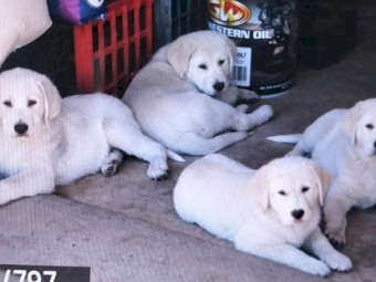 Maremma X Labrador