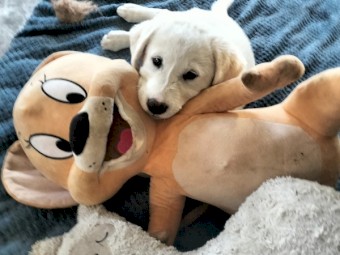 Maremma X Labrador