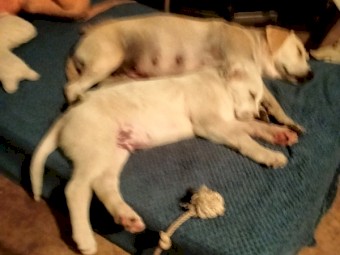 Maremma X Labrador