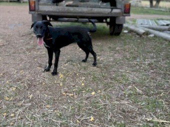 Kelpie x Border Collie Pups x 2