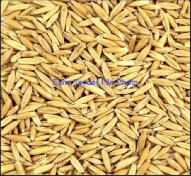 4.5 MT Kingbale Oats Seed