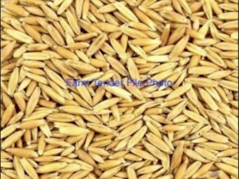 4.5 MT Kingbale Oats Seed