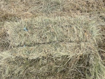 Small Square Hay Bales