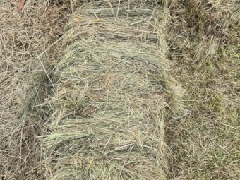 Small Square Hay Bales