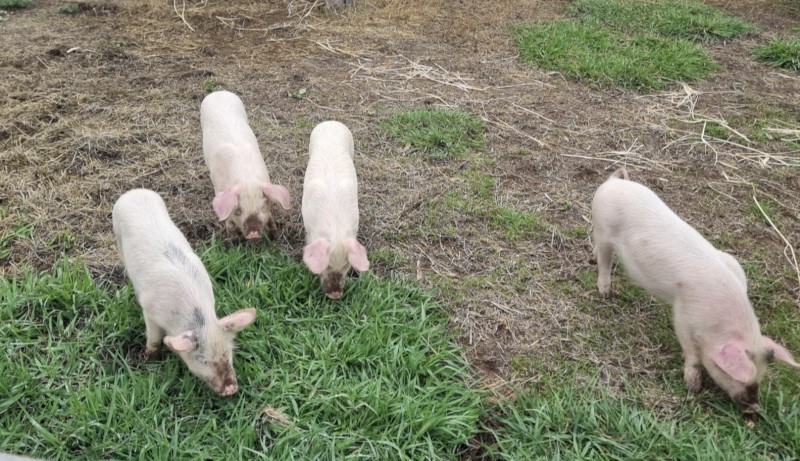 Pigs for sale