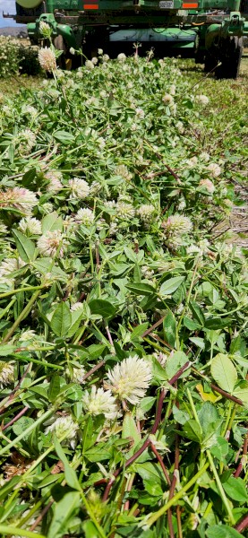 Arrowleaf Cover Hay