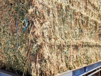 Arrowleaf Cover Hay