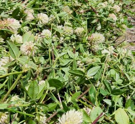 Arrowleaf Cover Hay