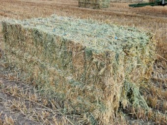 Oaten Hay