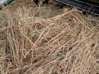 2025 oaten/ryegrass rounds