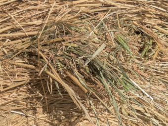 2025 oaten/ryegrass rounds