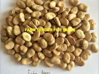 Faba Beans for sale Ex Farm SW Victoria
