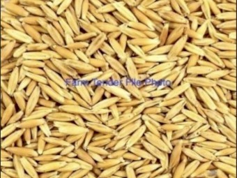 Miling Bannister Oats for sale Ex Farm SW Victoria