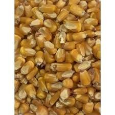 Wanted Maize Crack or whole feed