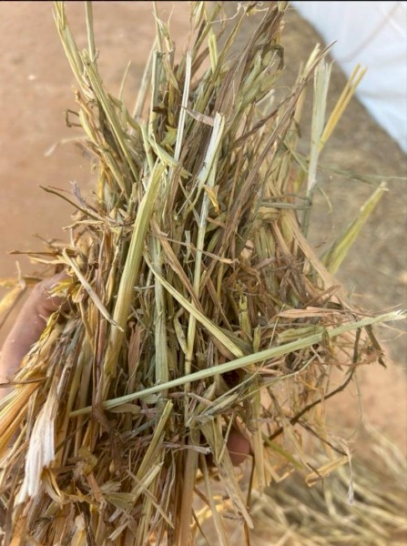 500mt Oaten Hay 640kg 8x4x3 Bales