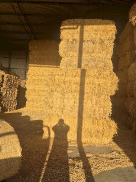 500mt Oaten Barley Hay 750-800kg 8x4x3 Bales
