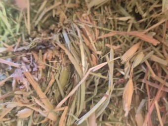 500mt Oaten Barley Hay 750-800kg 8x4x3 Bales