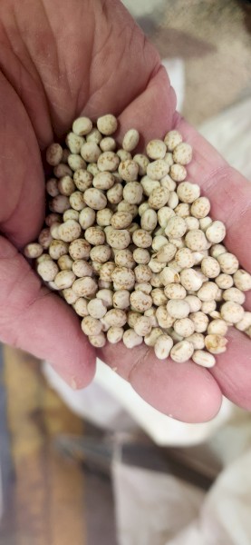 Bateman Lupins