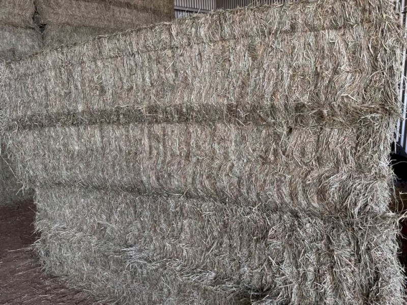Rhodes Grass Hay 8x4x3 Bales