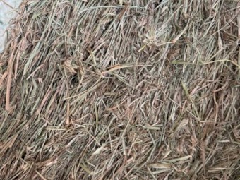 Rhodes Grass Hay 8x4x3 Bales