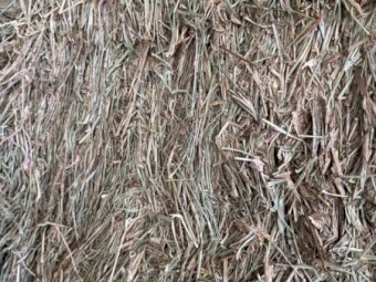 Rhodes Grass Hay 8x4x3 Bales