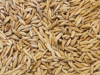 25mt Express Seed Oats