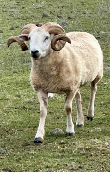 WANTED Big Horned Rams