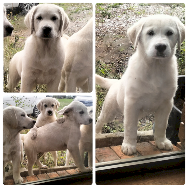 Maremma X Labrador